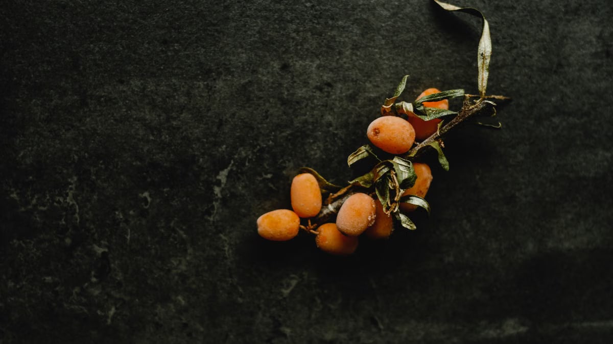 Detailed close-up of vibrant sea buckthorn berries on a dark textured background.